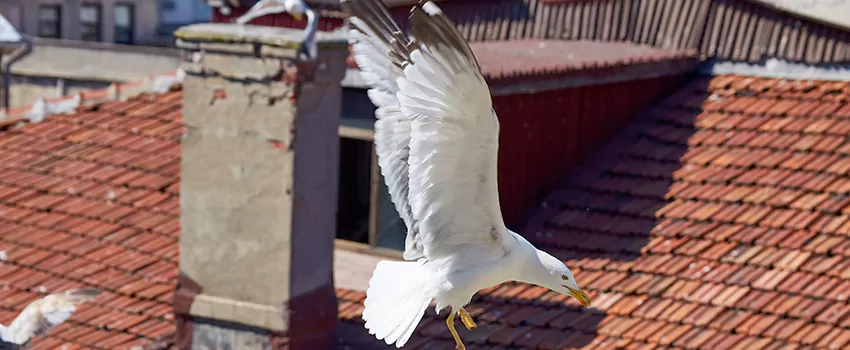 Residential Chimney Animal Removal Solution in Lynn Haven, FL
