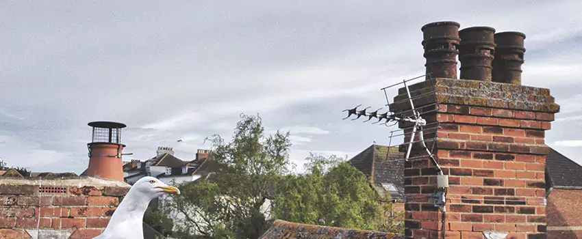 Chimney Cleaning And Restoration in Lynn Haven, Florida